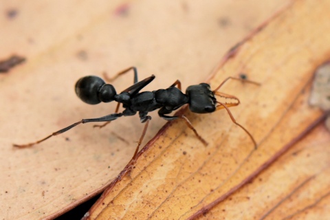 Jumper Ant (Myrmecia pilosula) (Myrmecia pilosula)